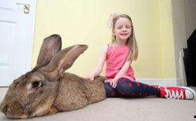 娱乐圈吃瓜第一线十尾兔,十尾兔带你探秘吃瓜第一线